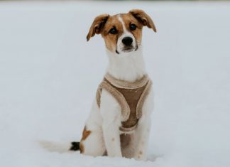 6 sfaturi pentru a avea grija de cainele dvs. in timpul iernii
