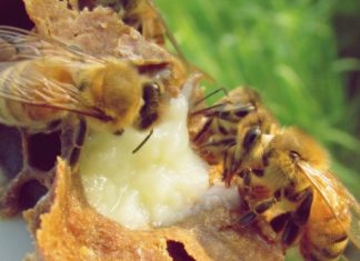 Laptisorul de matca nu imbunatateste sistemul imunitar