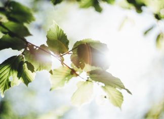 117 Citate Despre Primavara Care iti Vor Transforma Viata