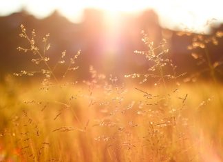 315 Mesaje De Buna Dimineata Noi