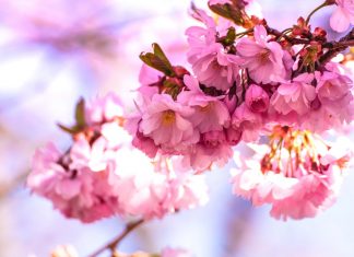 80 Citate Despre Flori Citate impresionante