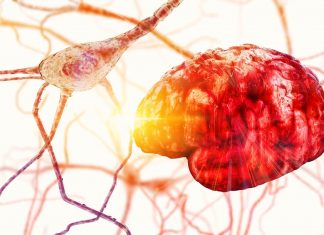 Structura si partile neuronilor