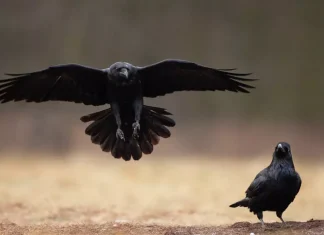 10 lucruri pe care este posibil sa nu le stii despre corbi