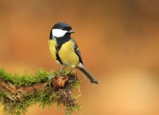 De ce unele animale prospera in orase: Afla acum