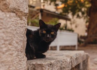 Top 10 cele mai populare si universale superstitii din intreaga lume