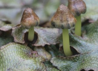 Care au fost primele plante terestre?